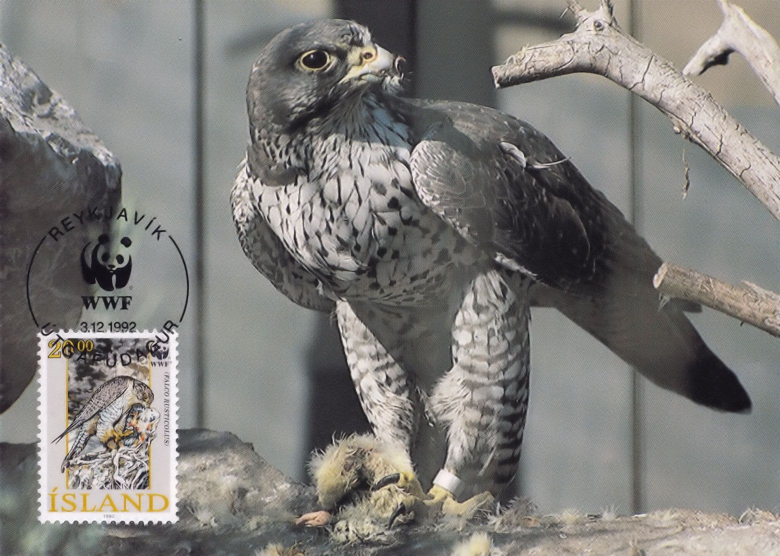 Iceland Gyrfalcon Bird WWF Stamp First Day Cover Postcard