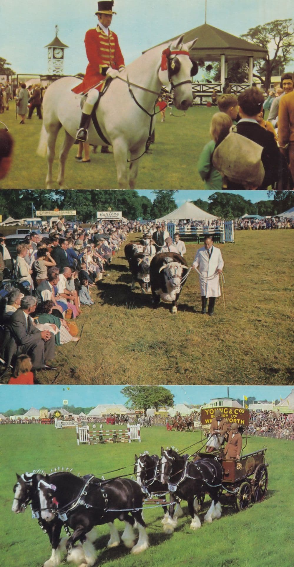 In The Ring Yorkshire Show Farmers 3x 1970s Postcard s