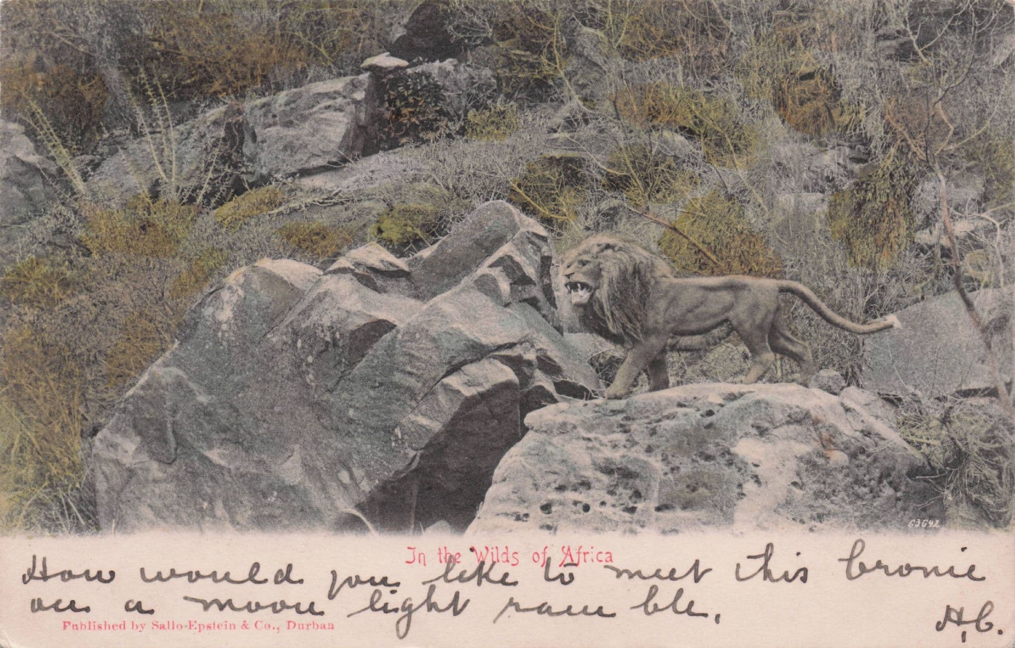 In The Wilds Of Africa Antique Animal Hunting Postcard
