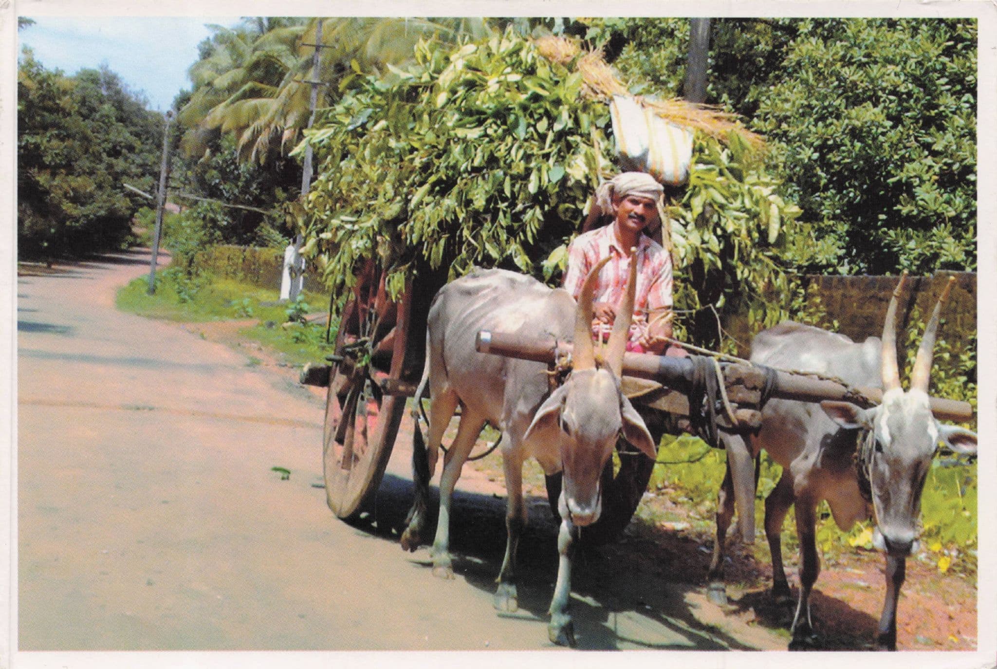 Indian Bullock Cart India Postcard