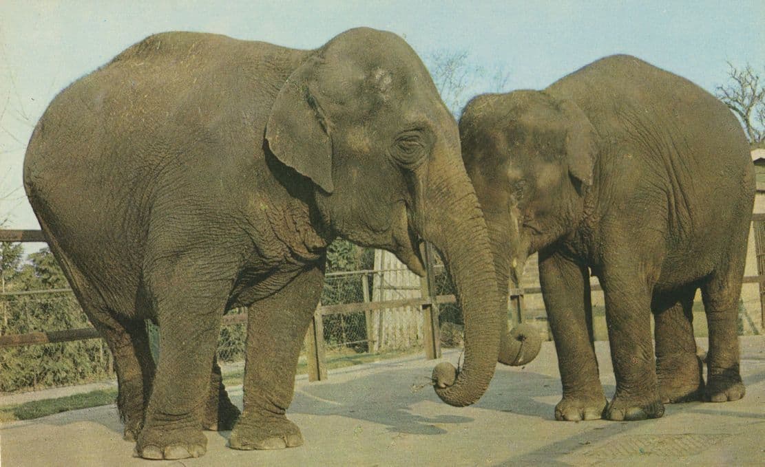 Indian Elephants at Chessington Zoo Surrey 1970s Postcard
