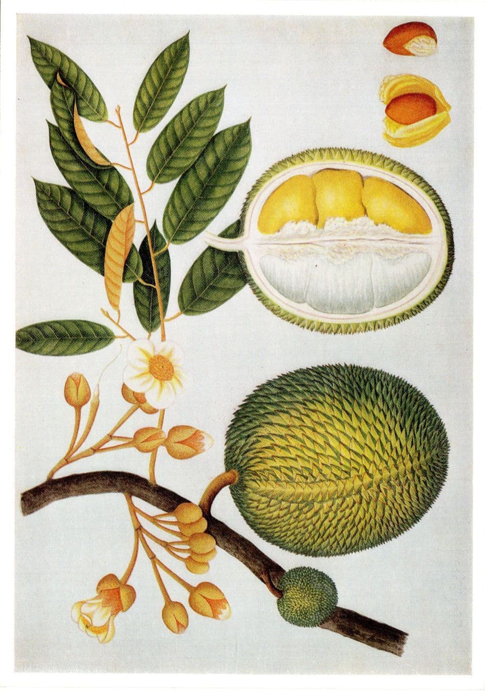 Indian Fruit Wildlife Chinese Artist India Office Library Painting Postcard