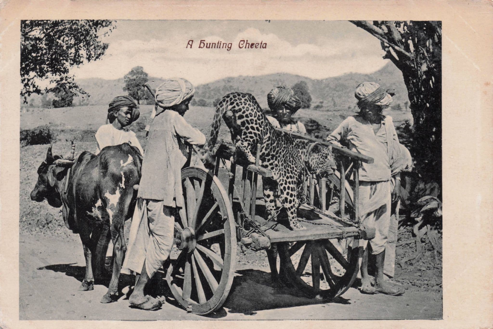 Indian Hunters & Chained Cheetah Antique Real Photo Postcard