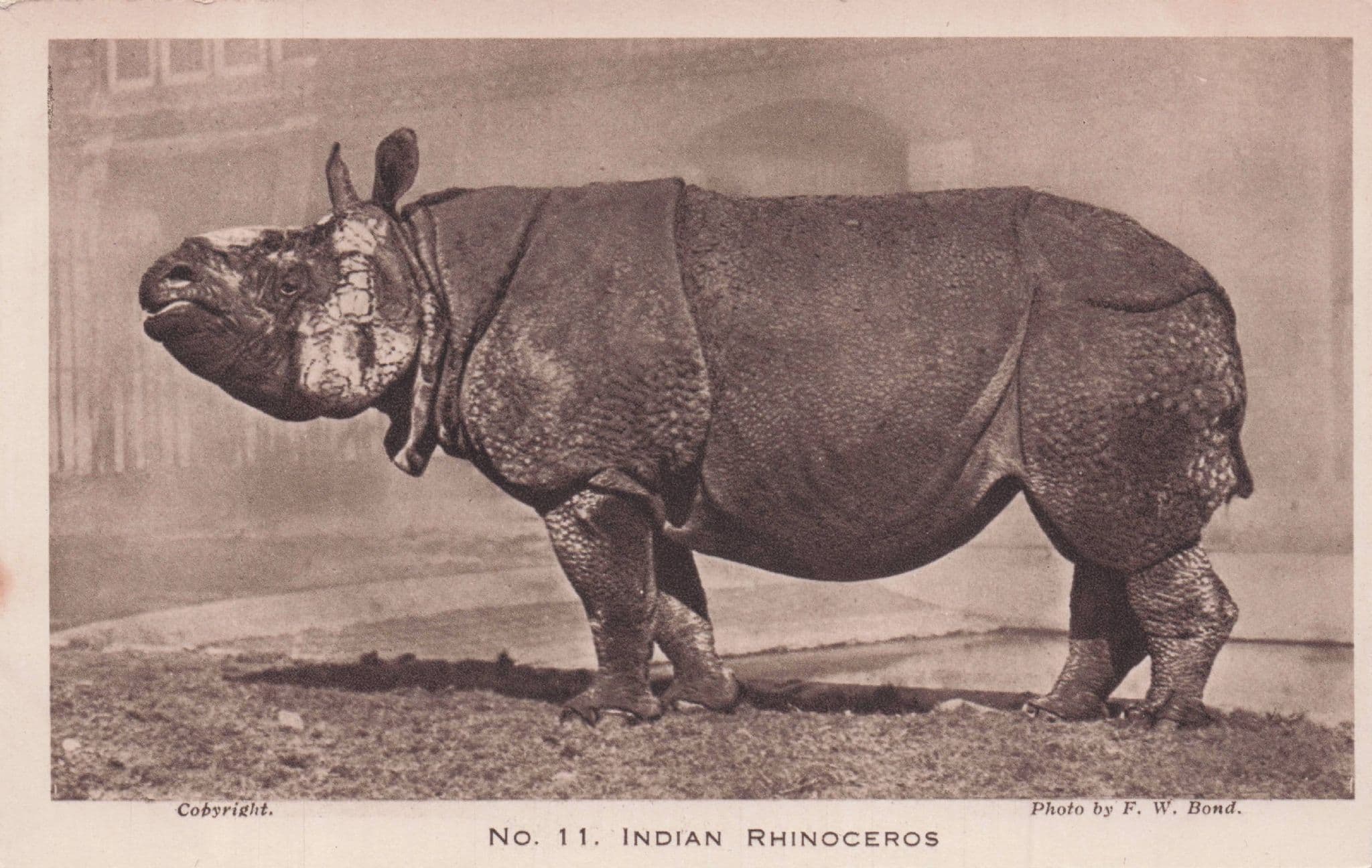 Indian Rhinoceros London Zoo Rare Antique Postcard