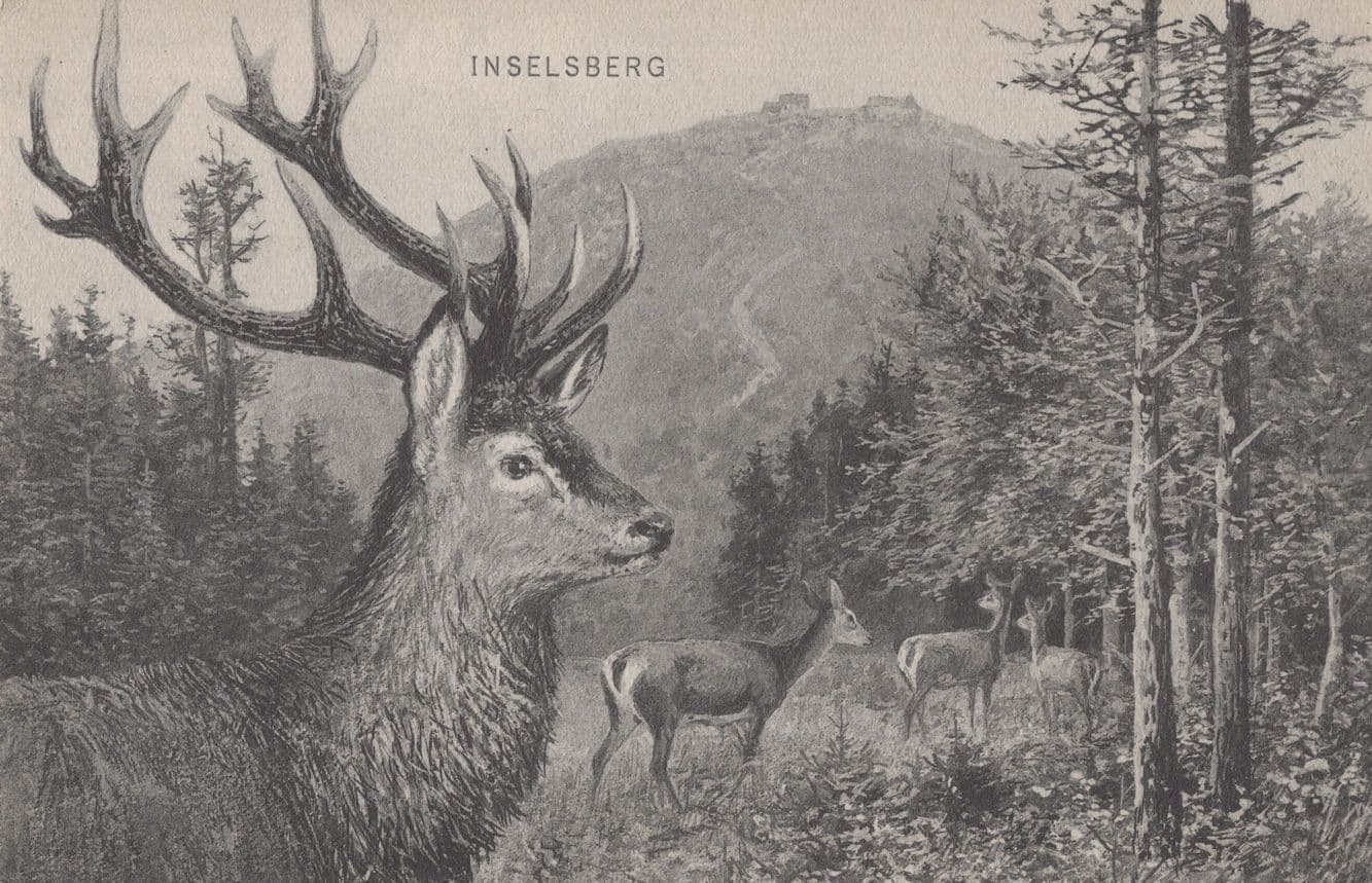 Inselberg German Deer Antique Postcard