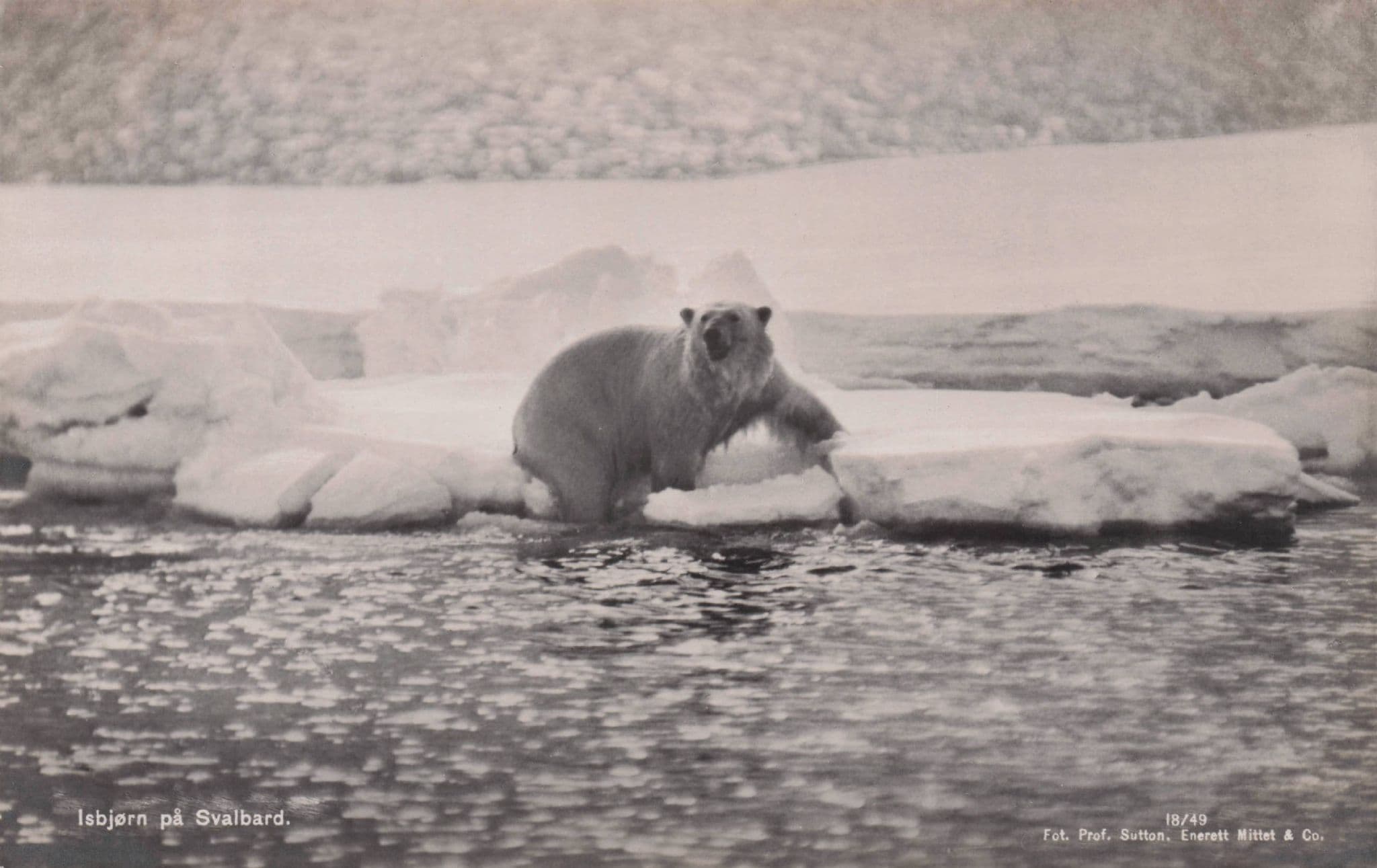 Isbjorn Pa Svalbard Norway Polar Bear Playing On Ice Old Postcard