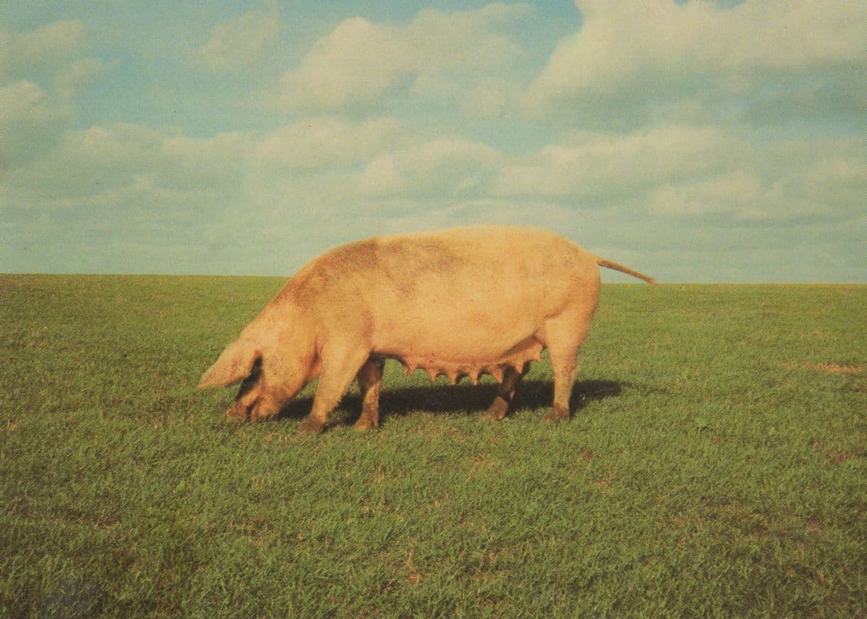 Isle Of Wight Mobile Animals Shop Pig Advertising Postcard