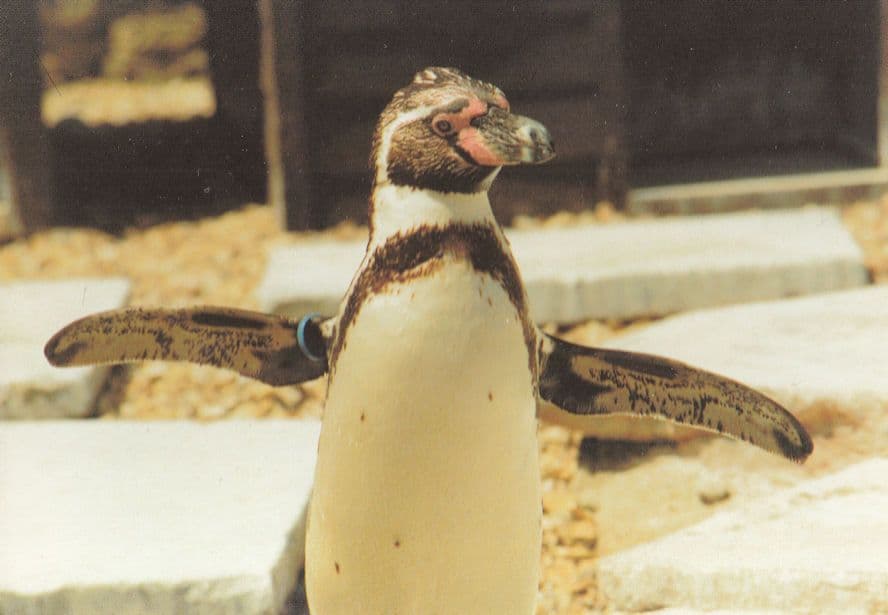 Isle Of Wight Penguin Cooling Off Flamingo Park Postcard