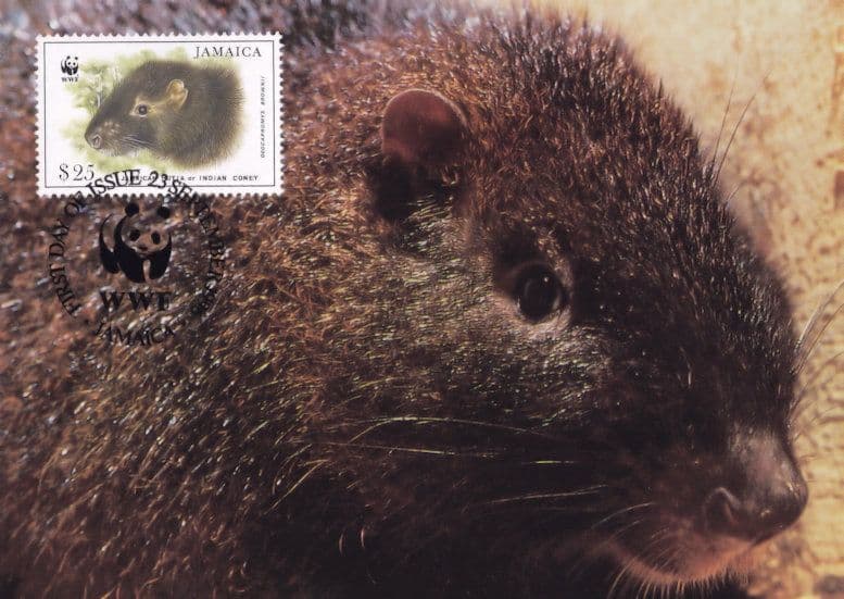 Jamaican Hutia Rat WWF Stamp First Day Cover Postcard
