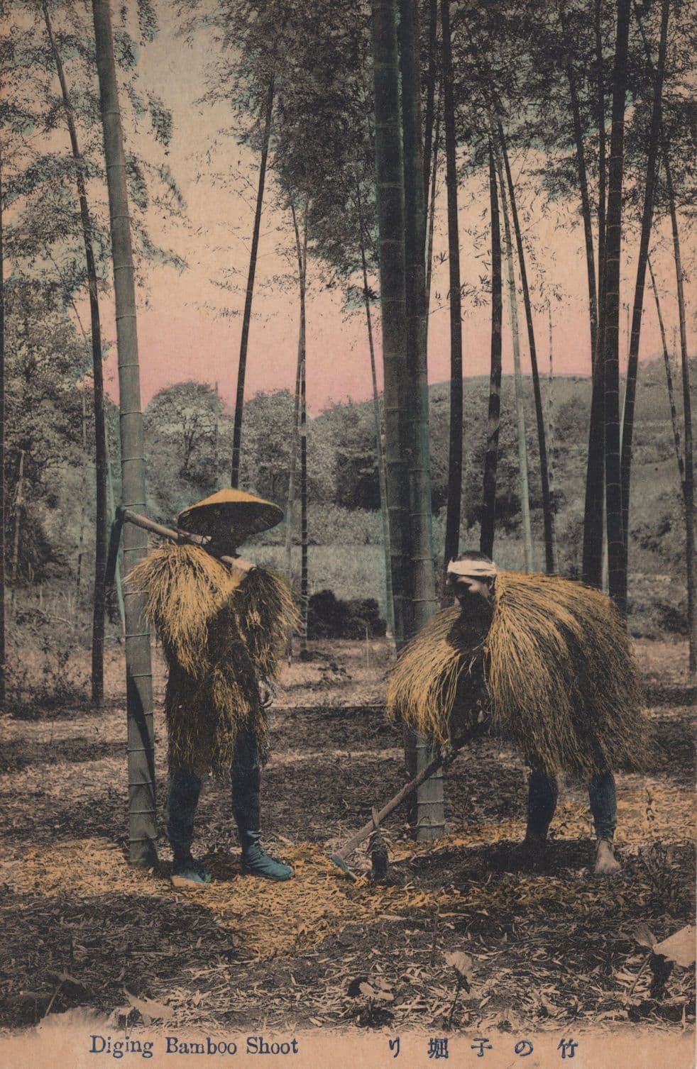 Japan Digging Bamboo Shoot Old Japanese Postcard