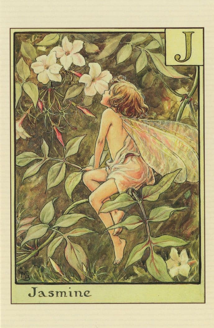 Jasmine Fairy of Vintage Flower Fairies Old Book Stunning Postcard
