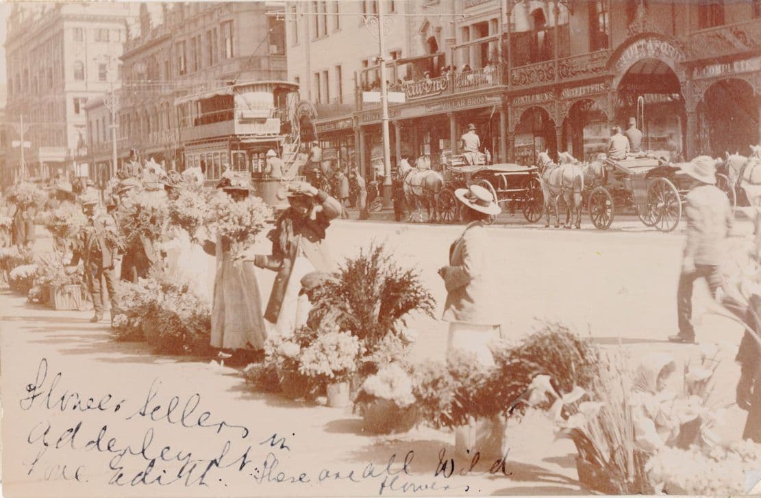 Johannesburg Flower Sellers at Tailors Real Photo South African Postcard