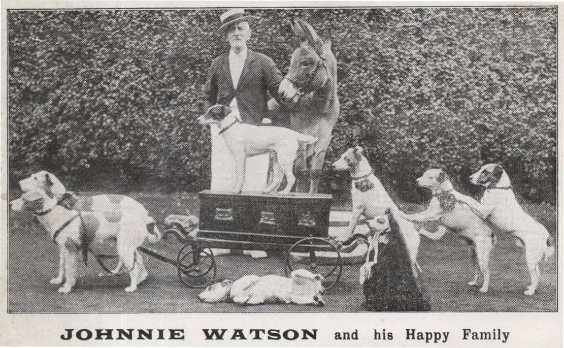 Johnnie Watson & His Happy Family Performing Dogs Old Theatre Postcard