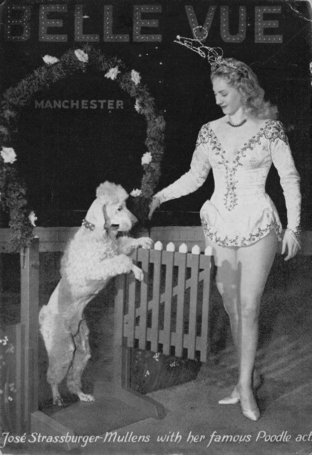 Jos Mullens Circus Amsterdam Poodle Dog Act Postcard