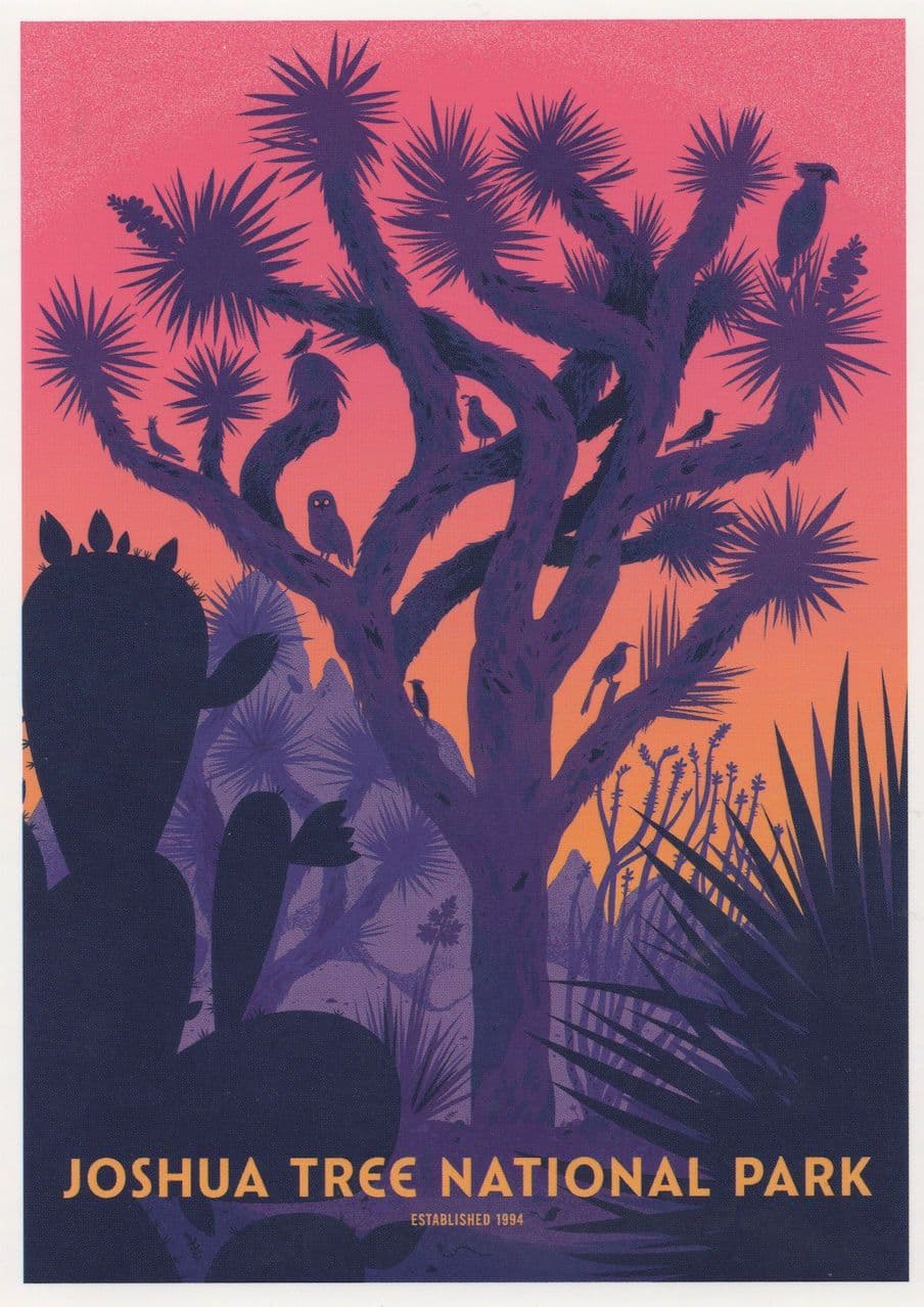 Joshua Tree National Park Yucca Brevifolia Plant Cactus USA Postcard