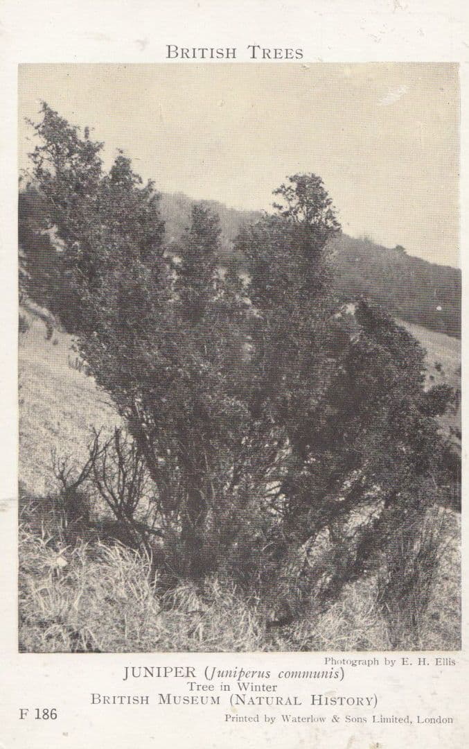Juniper Tree In Winter Antique British Museum Postcard