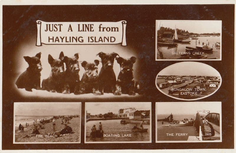 Just A Line From Hayling Island Dogs Real Photo Postcard