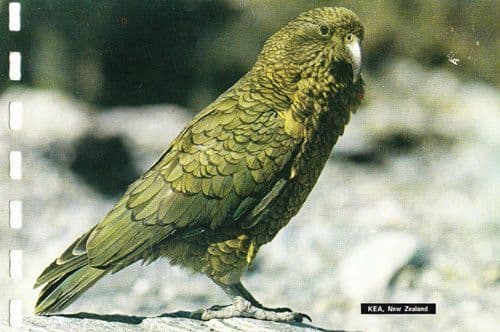 Kea Bird Nestor Notabilis New Zealand Bird Wildlife Postcard