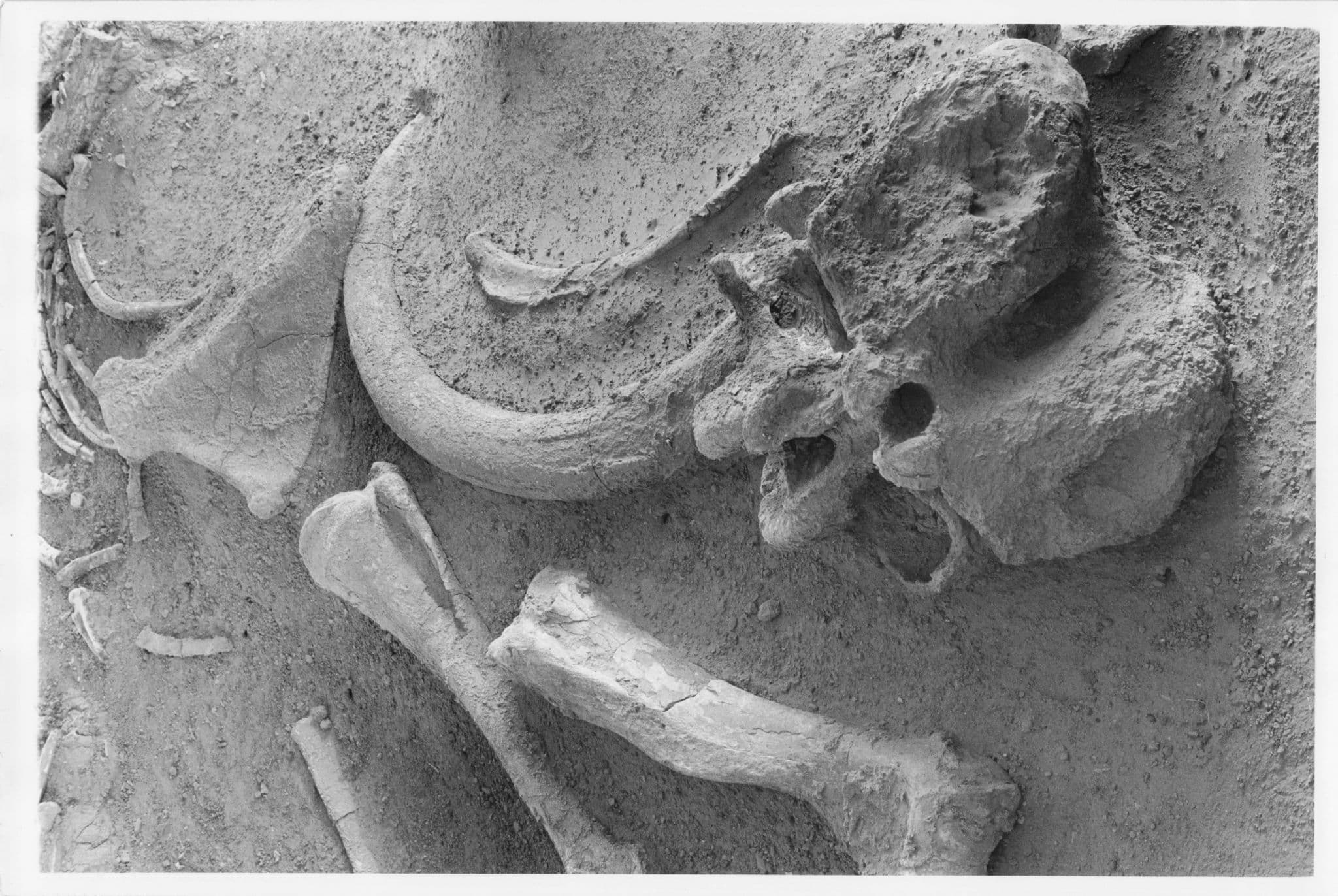 Kenya Archaeology Artefacts Site Elephant Old Bones 10x8 African Photo