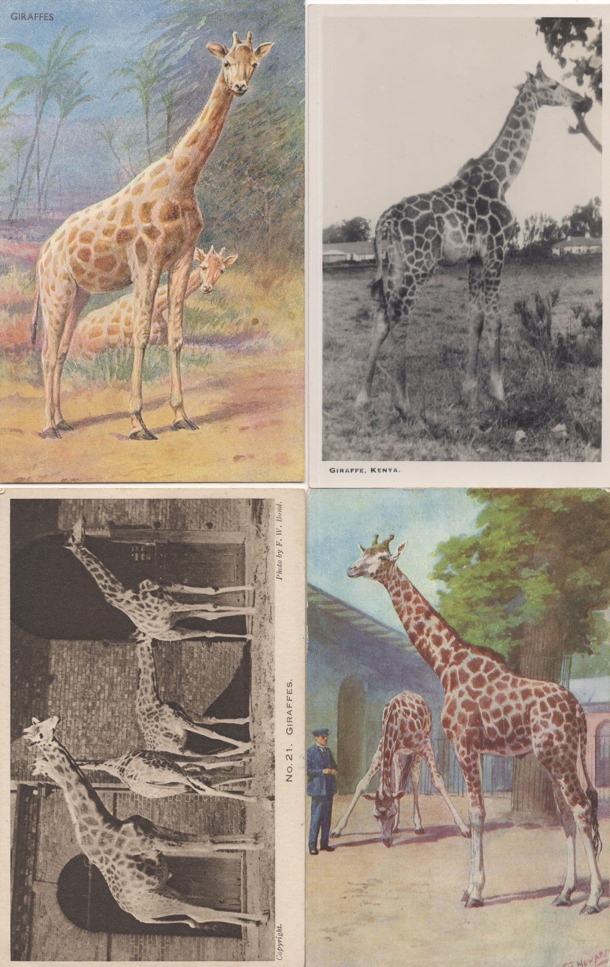 Kenya London Zoo Giraffe Painting 4x Old Postcard s