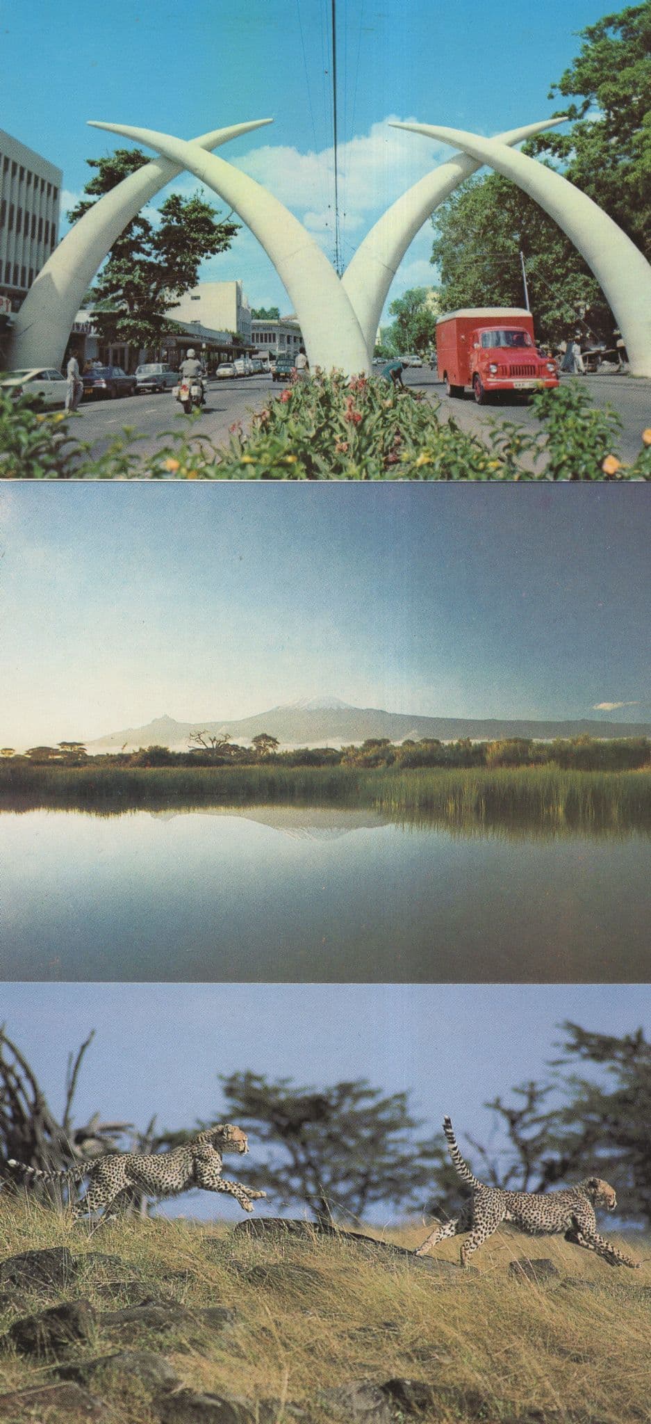 Kenya Mombasa Tusks Cheetahs Courting Mt Kilmajaro 3x Postcard s