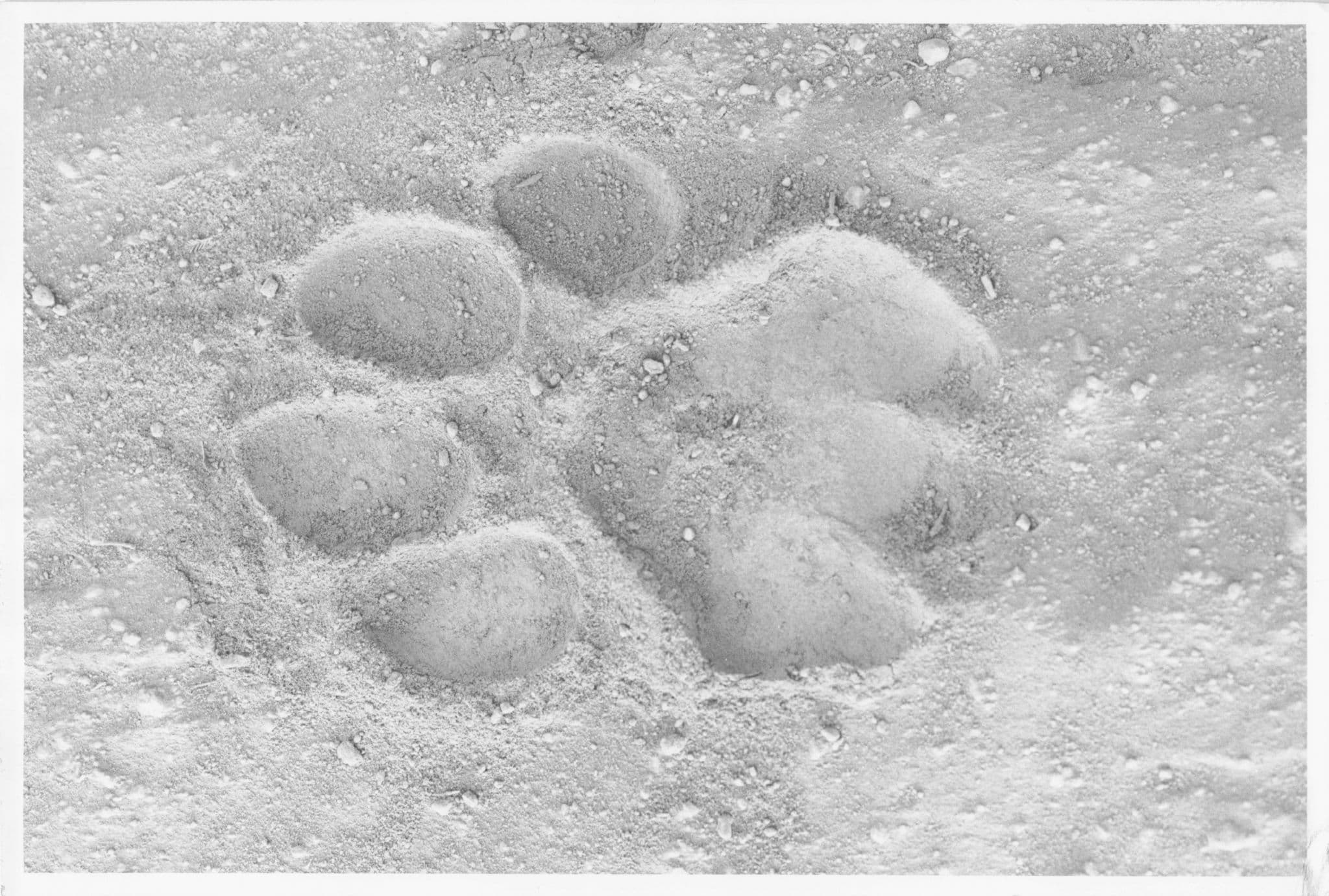 Kenya Sand Bigfoot Animal Footprint Official Large 10x8 Vintage African Photo
