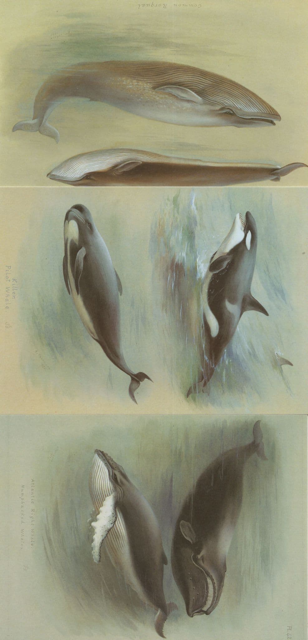 Killer Atlantic Whale Rorqual Blue Whales 3x London Museum Postcard s