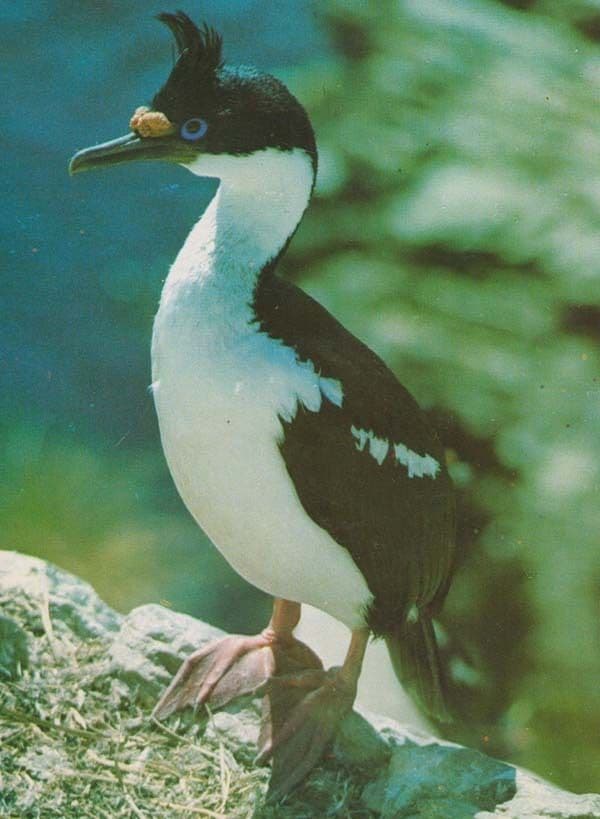 King Shag Phalacrocorax Albiventer Rare Bird Postcard