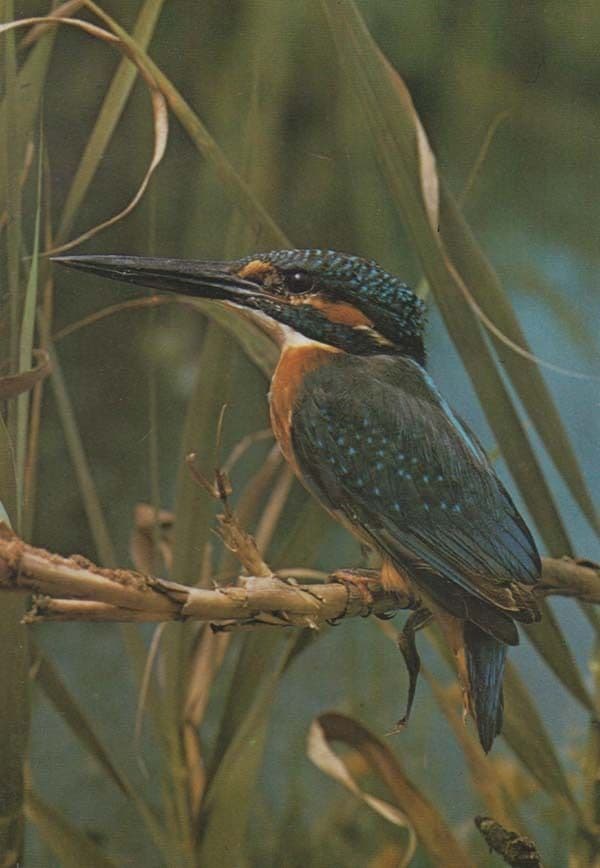 Kingfisher Alcedo Atthis Rare Bird Photo Postcard