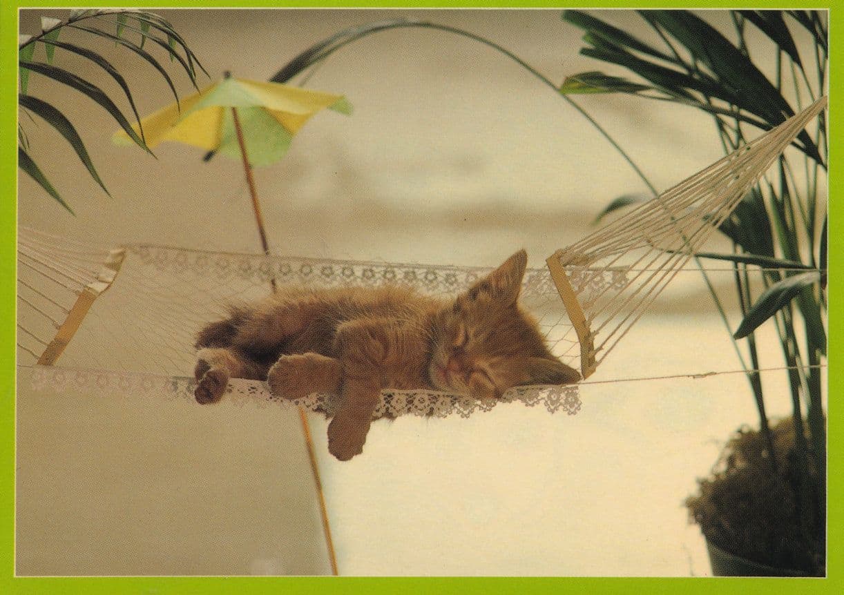 Kitten Cat In Cocktail Holiday Hammock Umbrella Nap Postcard