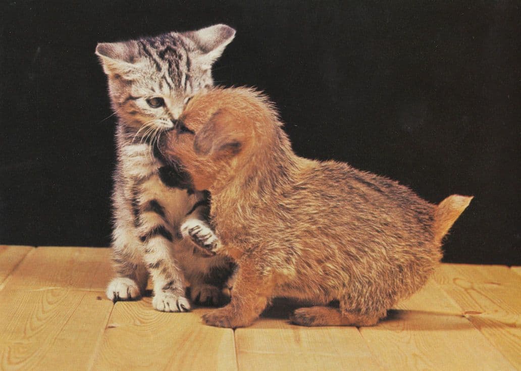 Kitten Cat & Puppy Dog Love Kissing Stunning 1990s Postcard