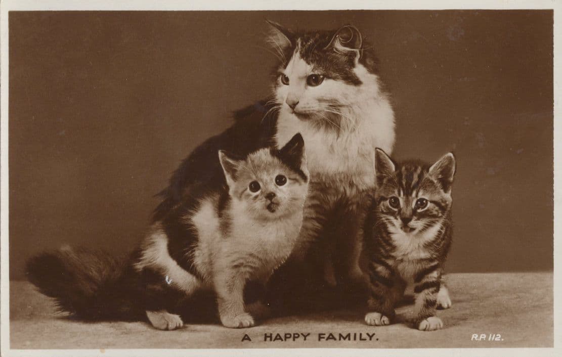 Kitten Cat With Different Ears Sticking Tongue Out Old RPC Postcard
