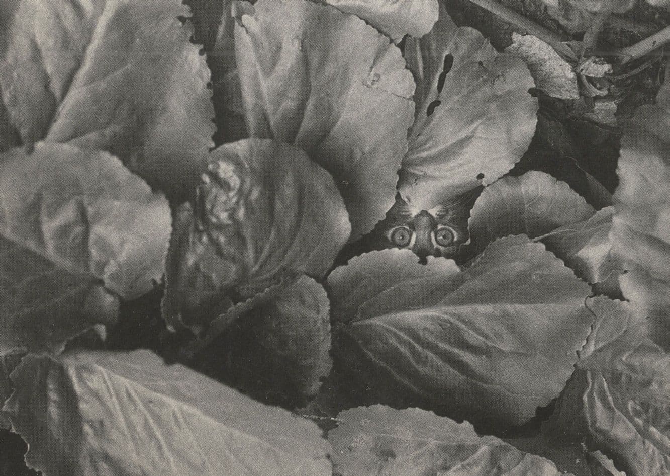 Kitten Hiding In Leaves Garden Amazing Cat Photo Award Postcard
