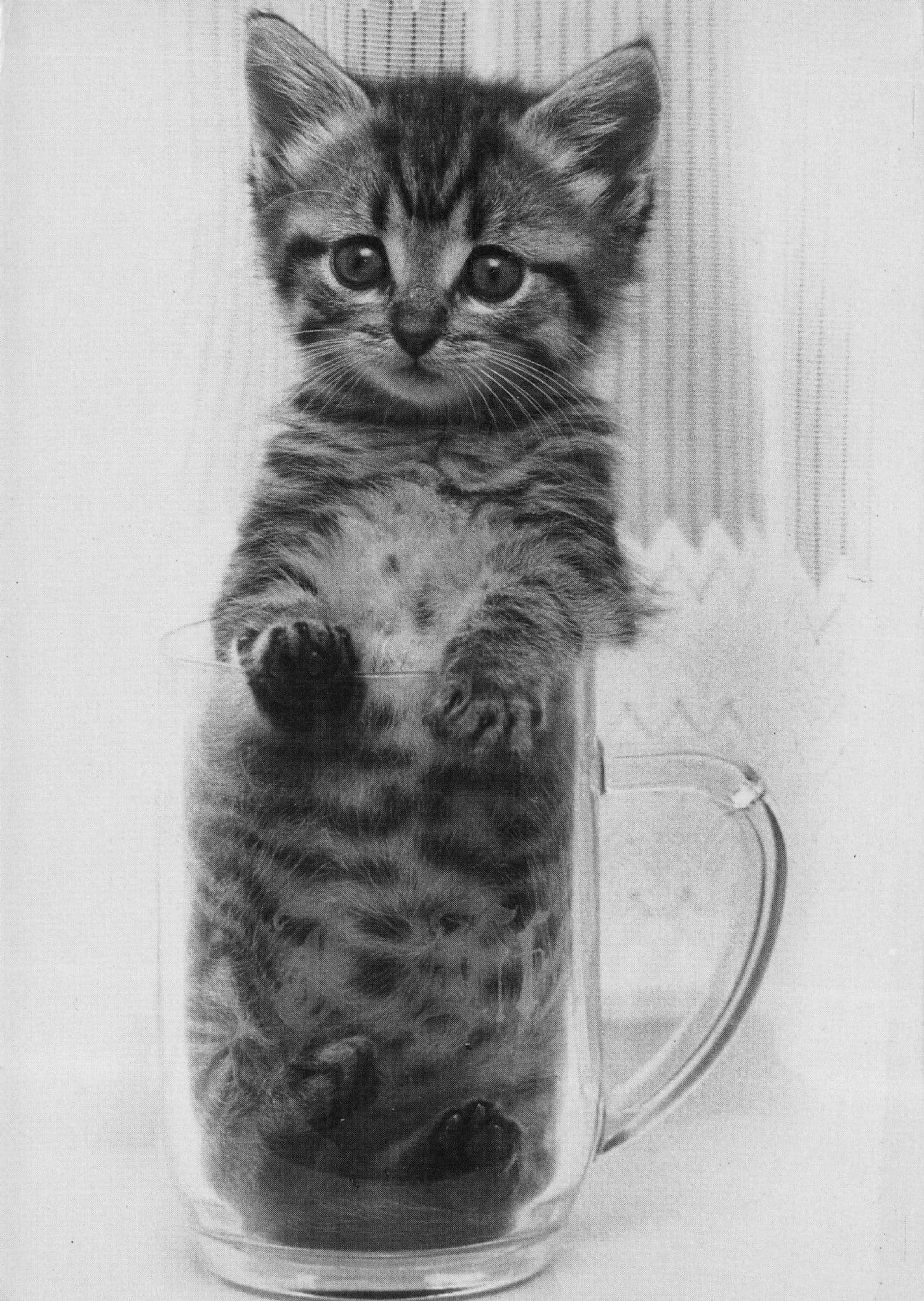 Kitten Stuck In An Old Pint Glass Photo Award Cat Postcard