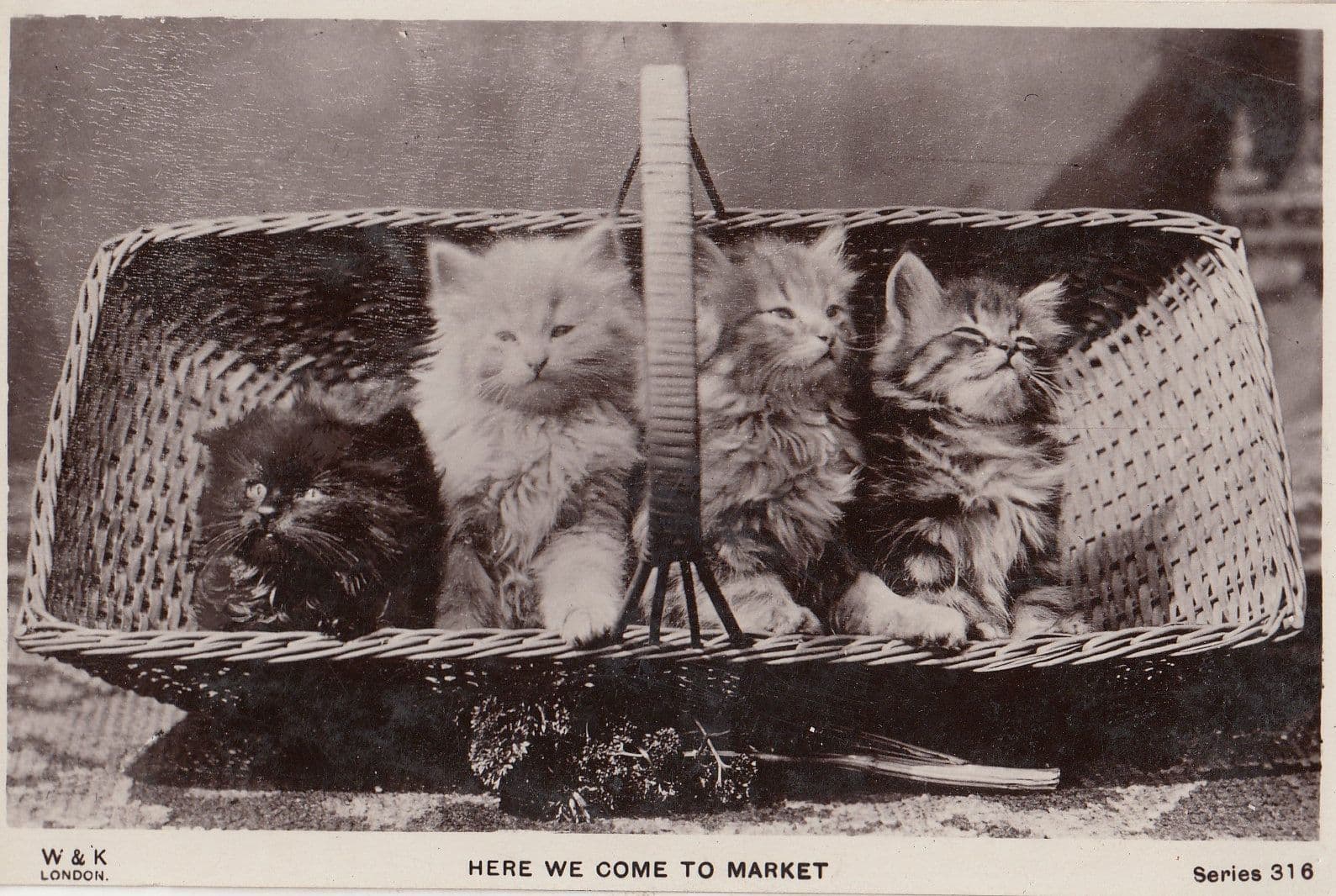 Kittens Cats Going To The Market In Basket Real Photo Old Postcard