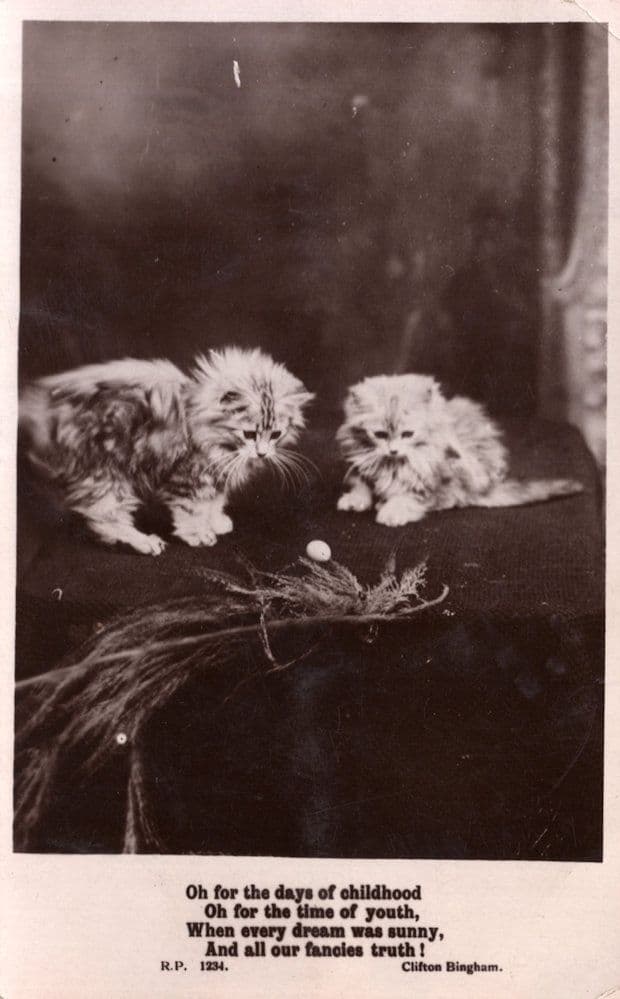 Kittens Playing With Surely Tiny Birds Egg Antique Cat RPC Postcard