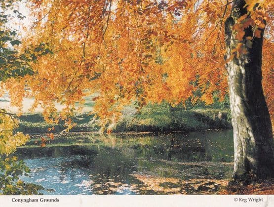 Knaresborough Conyngham Grounds in Autumn Golden Leaves Postcard