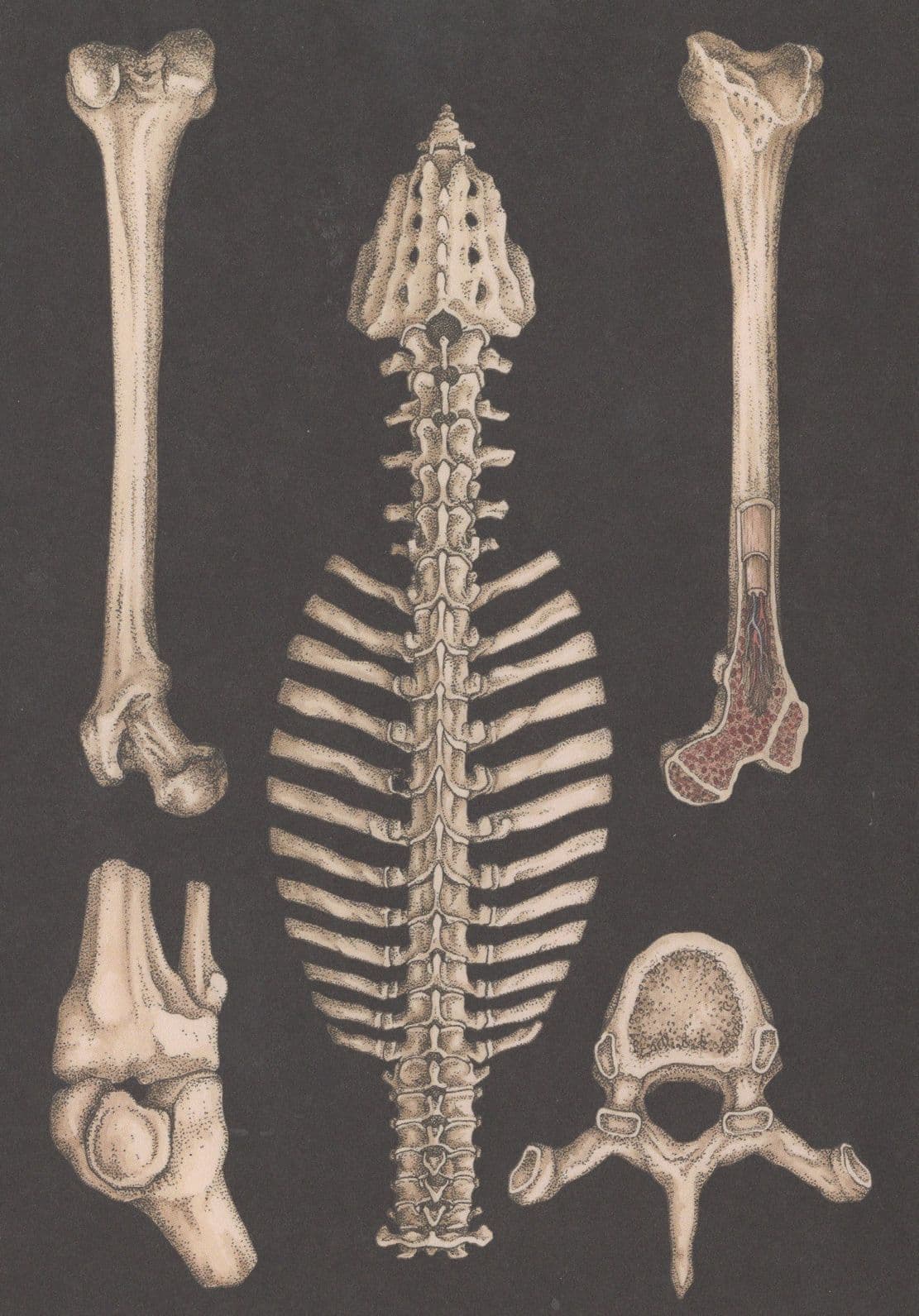 Knee Joint Femur Vertebral Column Morbid Skeleton Anatomy Postcard
