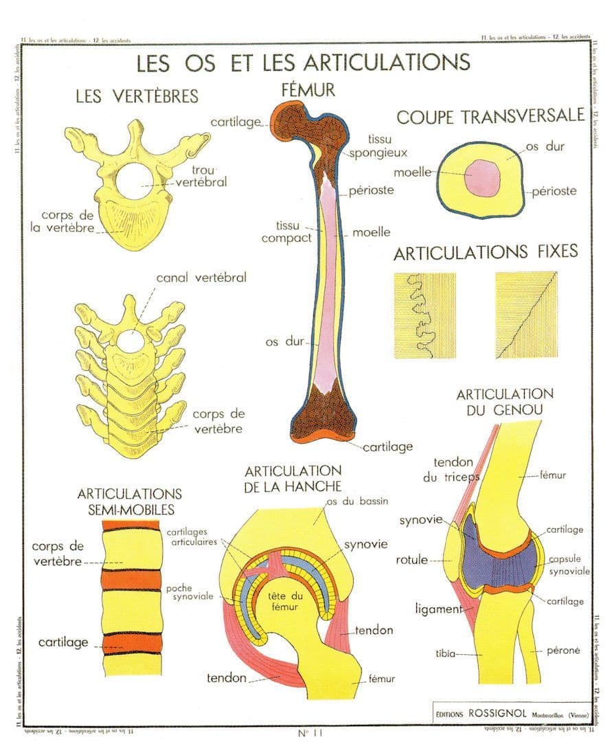 Knee Leg Joints Femur Vertebrae Old School Wall Chart Postcard