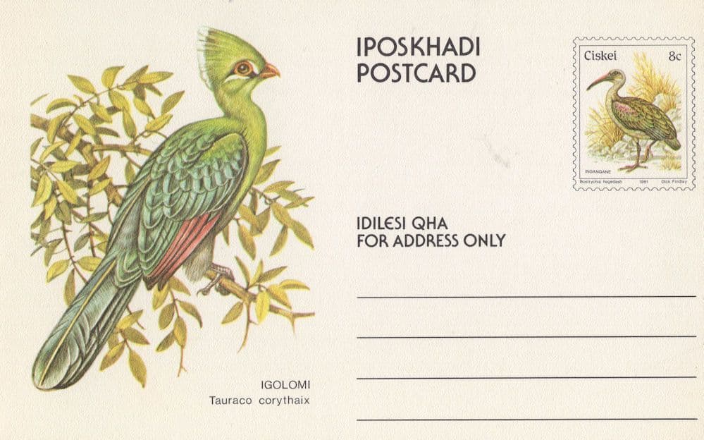 Knysna Turaco Loerie South African PB Rare Bird Postcard