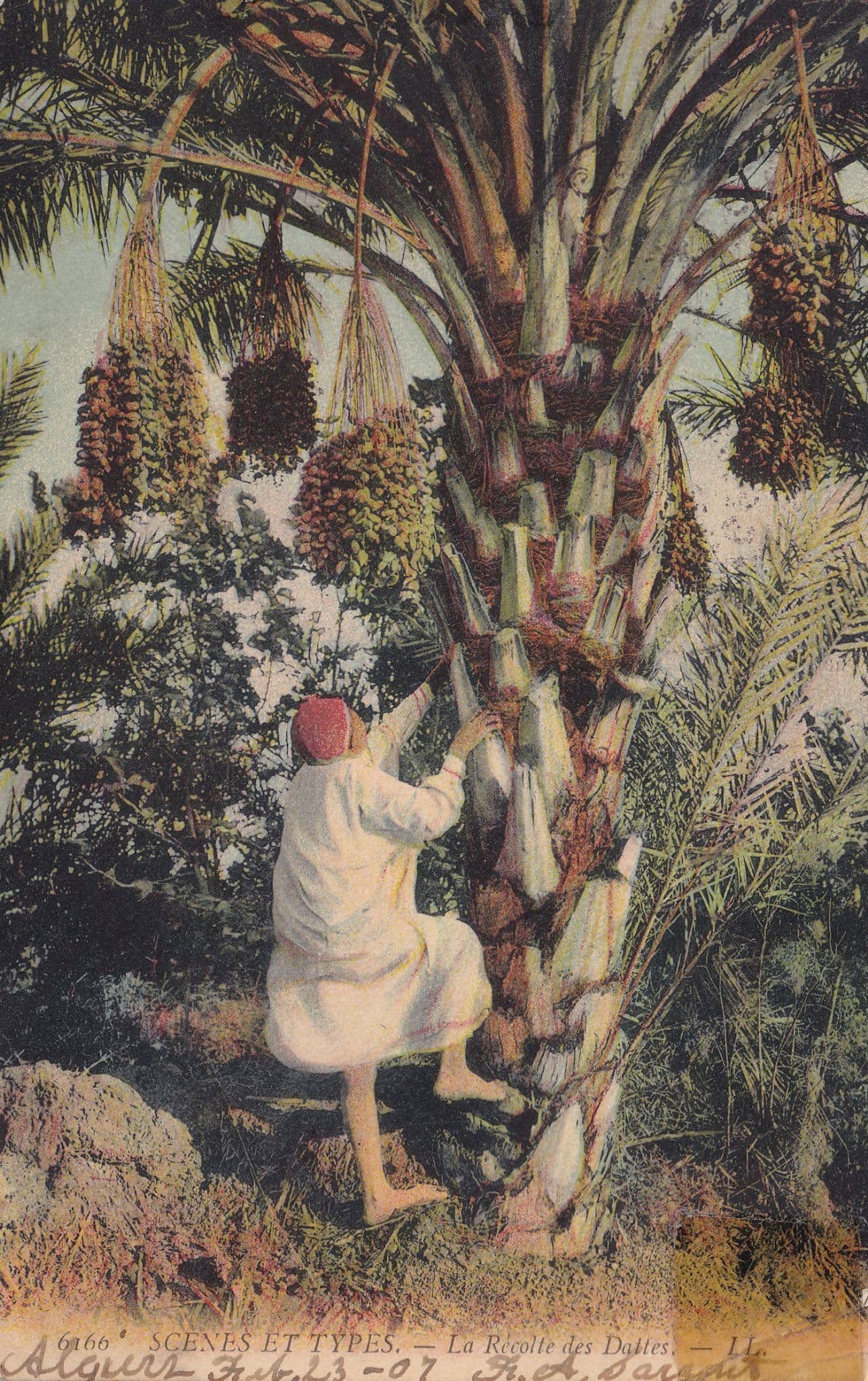 La Recolte des Dattes DattelpflÔøΩcker Old Agriculture French Postcard