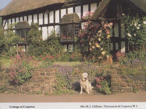 Labrador at Cropston Cottage Village Leicester Womens Institute Rare Postcard