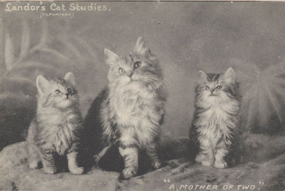 Landors Cat Studies A Mother Or Two Old Cats Postcard