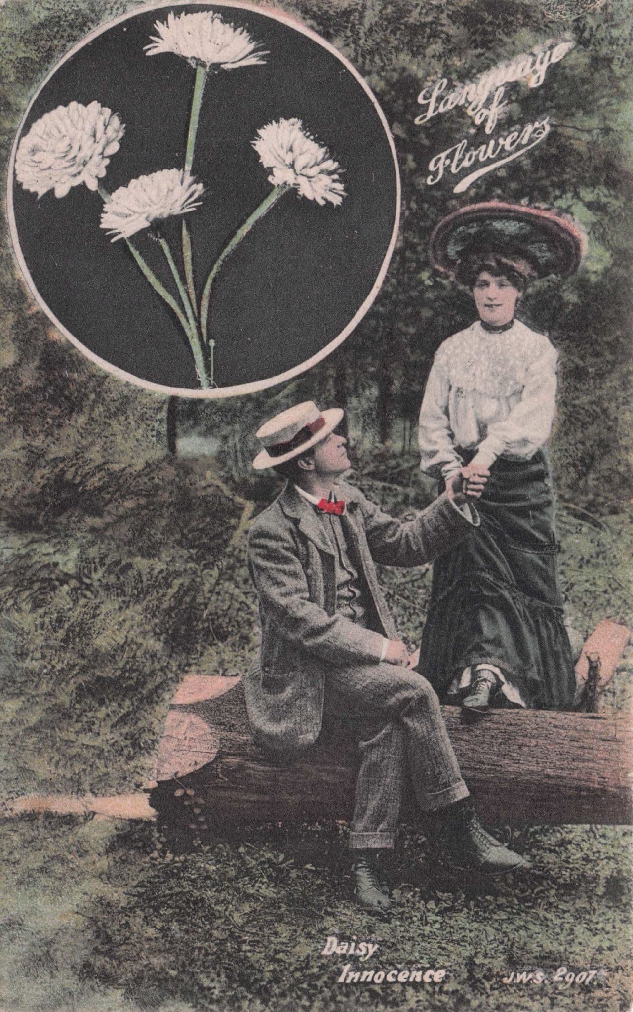 Language Of Flowers Daisy Innocence Rare Old Lovers Postcard