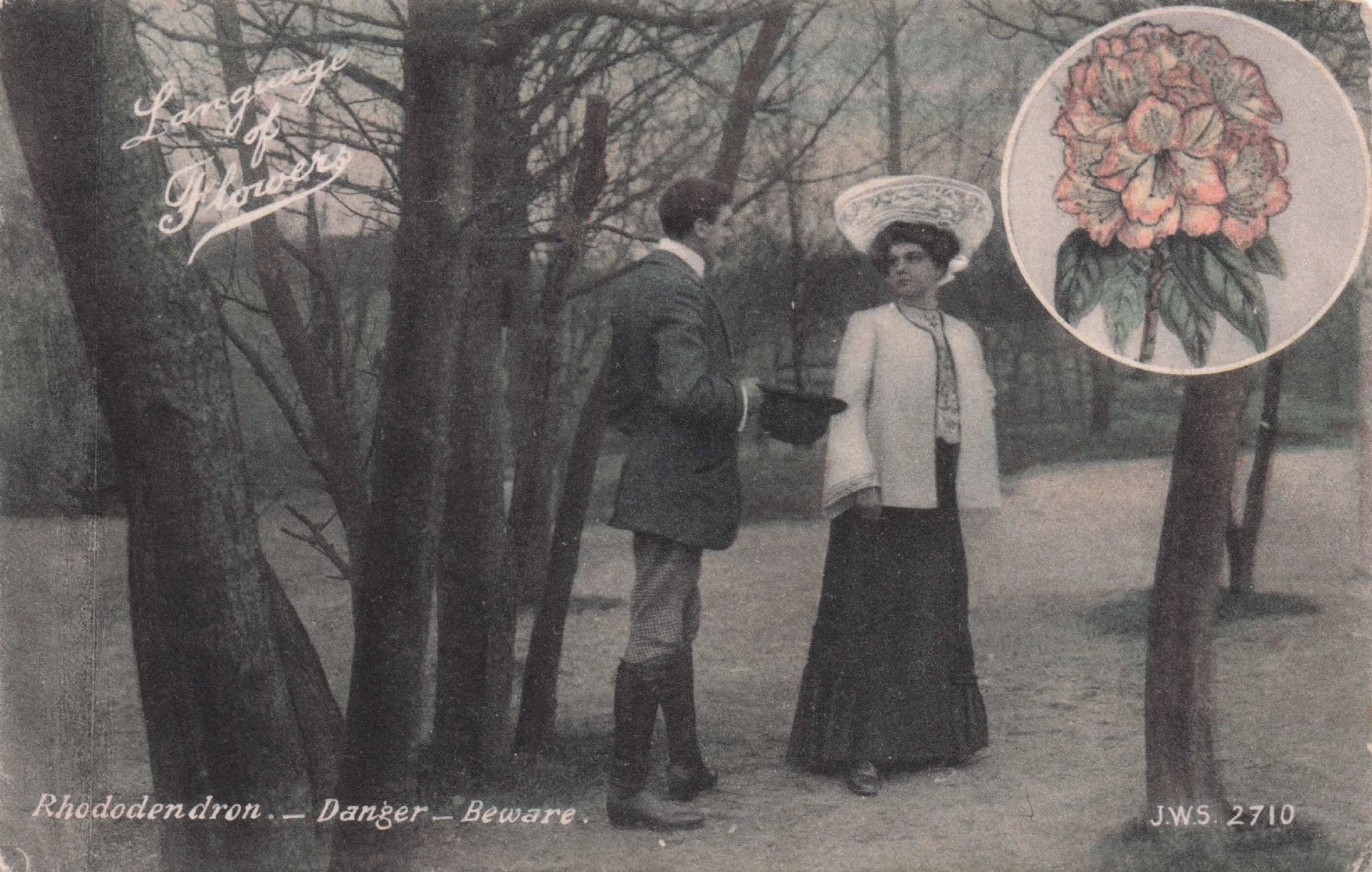 Language Of Flowers Danger Beware Rhododendron Old Romance Postcard