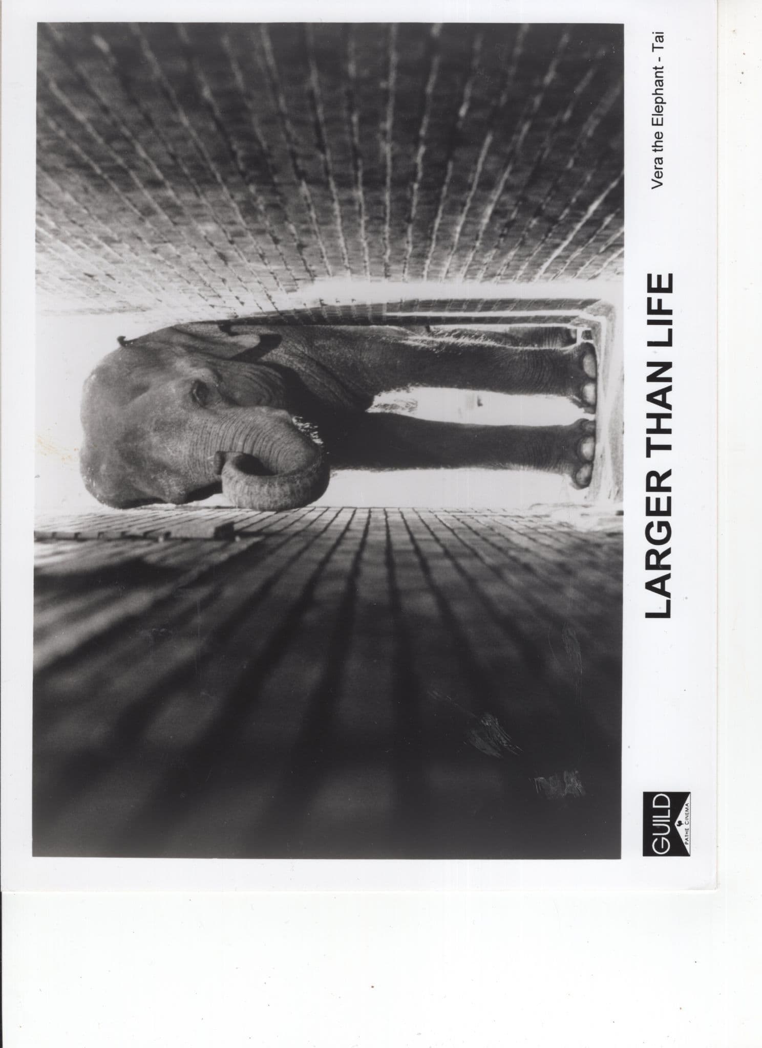 Larger Than Life Vera The Elephant Film Guild Monochrome 10x8 Photo
