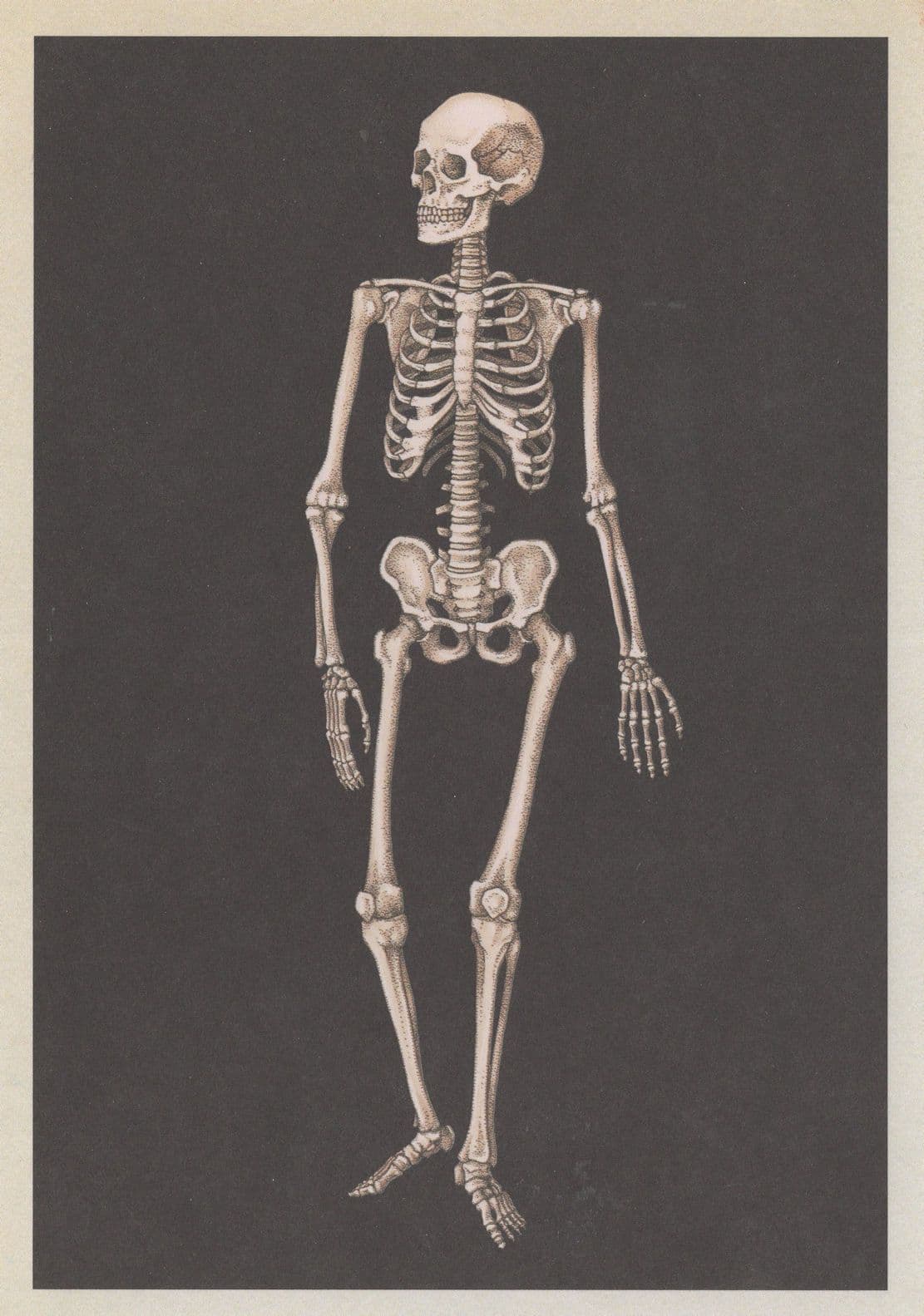 Laughing Dancing Adult Skeleton Anterior Morbid Postcard