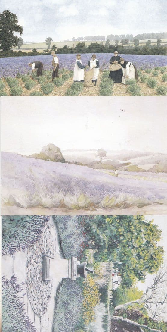 Lavender Field Farm Physio Gardens Sundial Hitchin Harvest 3 Painting Postcard s
