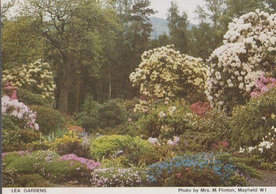 Lea Gardens Mayfield Derbyshire Womens Institute Postcard
