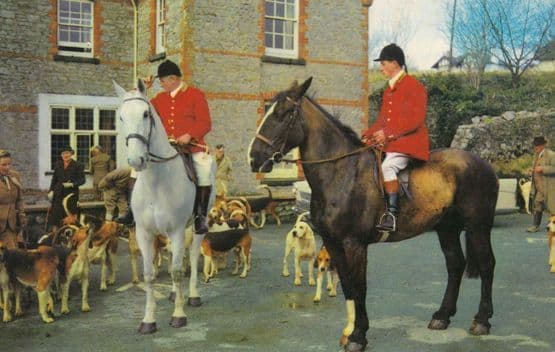 Leaving For The Hunt Fox Hunting 1970s Postcard